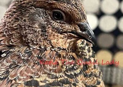 Katie-The-Quail-Lady - Quail