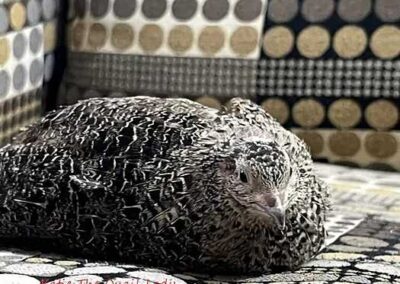 Katie-The-Quail-Lady - Quail