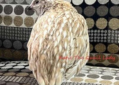 Katie-The-Quail-Lady - Quail