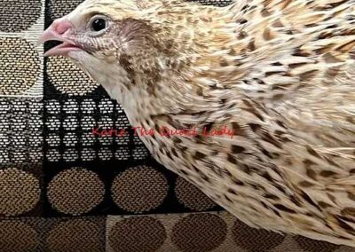 Katie-The-Quail-Lady - Quail