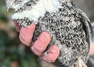 Katie-The-Quail-Lady - Quail