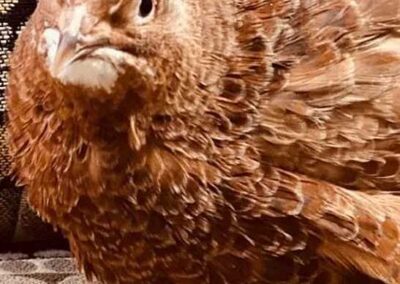 Katie-The-Quail-Lady - Quail