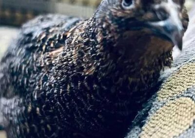Katie-The-Quail-Lady - Quail