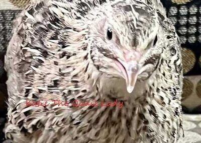 Katie-The-Quail-Lady - Quail
