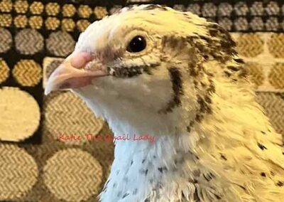 Katie-The-Quail-Lady - Quail