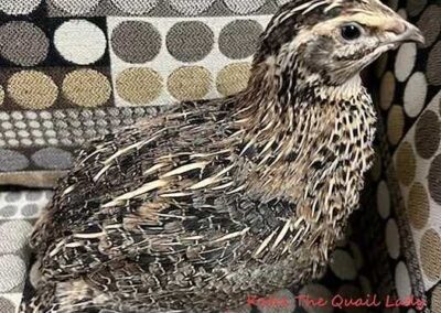 Katie-The-Quail-Lady - Quail