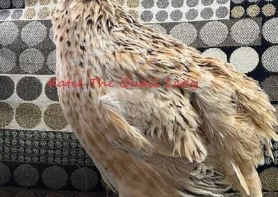 Katie-The-Quail-Lady - Quail