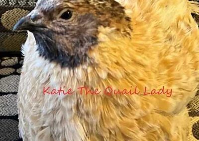 Katie-The-Quail-Lady - Quail