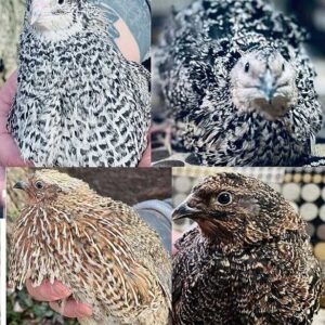 Katie-The-Quail-Lady - Quail