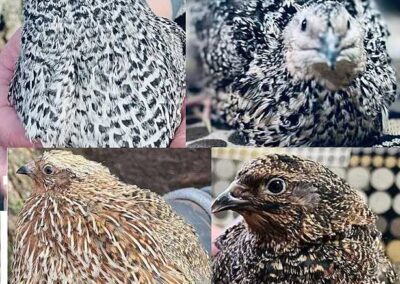 Katie-The-Quail-Lady - Quail