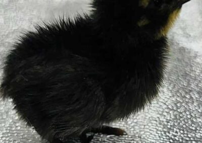Katie-The-Quail-Lady - Quail