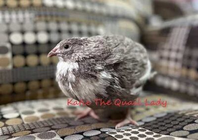 Katie-The-Quail-Lady - Quail