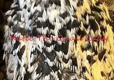 Katie-The-Quail-Lady - Quail