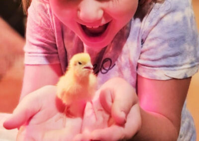 Katie The Quail Lady - Quail Chicks