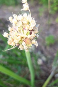 Katie The Quail Lady - Walking Onions