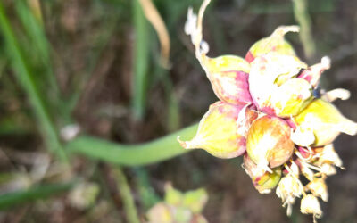 Walking Onions