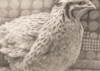 Katie The Quail Lady - Quail Sketch