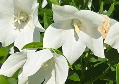 Balloon Flowers