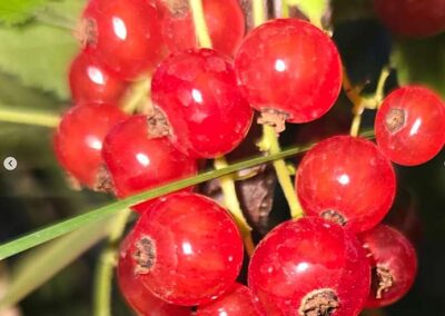 Katie The Quail Lady - Red Currants