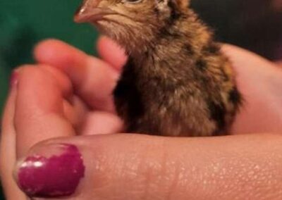 Katie The Quail Lady