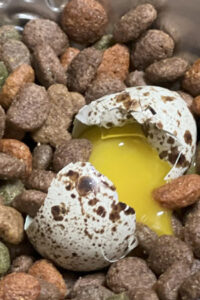 Dog Food and Quail Eggs - Katie the Quail Lady