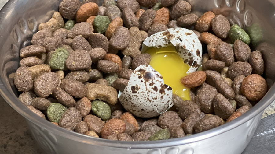 Dog Food and Quail Eggs - Katie the Quail Lady