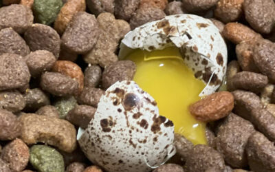 Quail Eggs & Dog Food