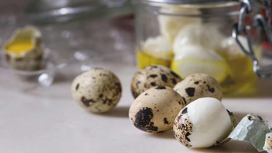 Katie the Quail Lady - Quail Eggs