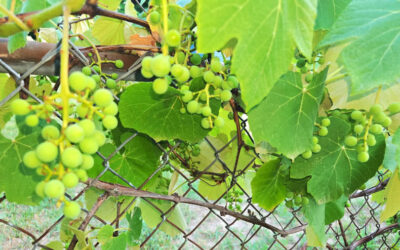 Niagara Grapes