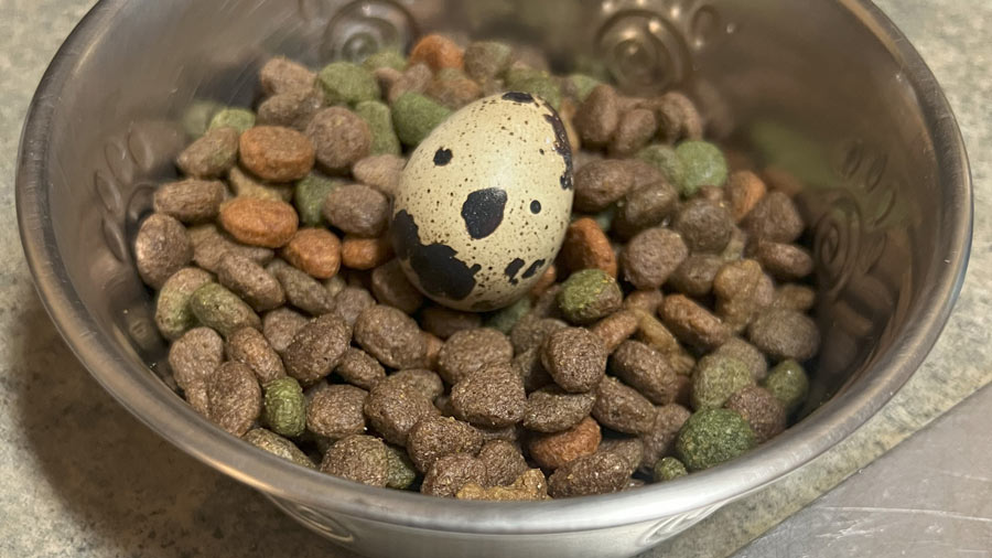Dog Food and Quail Eggs - Katie the Quail Lady